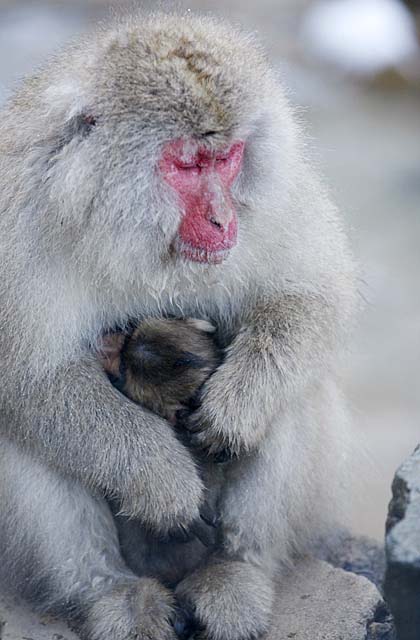 Japanese Snow Monkey (Macaca fuscata)