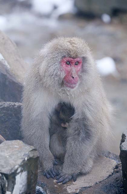 Japanese Snow Monkey (Macaca fuscata)