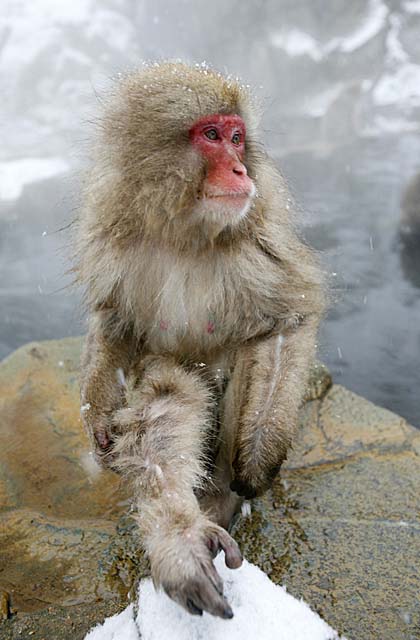 Japanese Snow Monkey (Macaca fuscata)