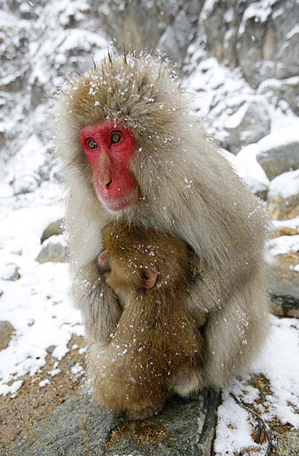 Japanese Snow Monkey (Macaca fuscata)