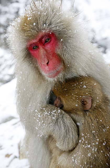 Japanese Snow Monkey (Macaca fuscata)