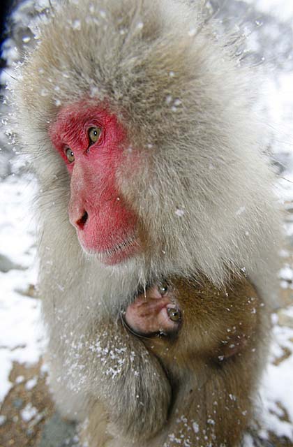 Japanese Snow Monkey (Macaca fuscata)