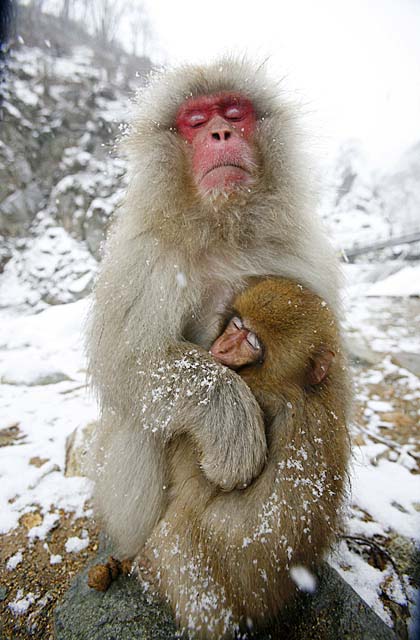 Japanese Snow Monkey (Macaca fuscata)