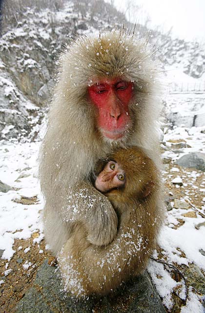 Japanese Snow Monkey (Macaca fuscata)