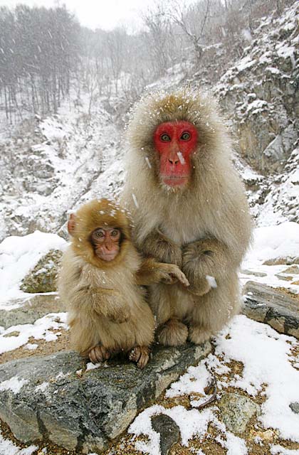 Japanese Snow Monkey (Macaca fuscata)