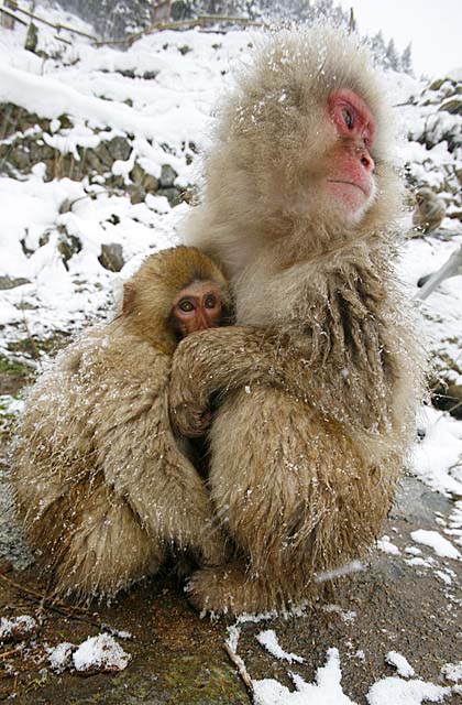 Japanese Snow Monkey (Macaca fuscata)