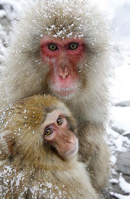 Japanese Snow Monkey (Macaca fuscata)