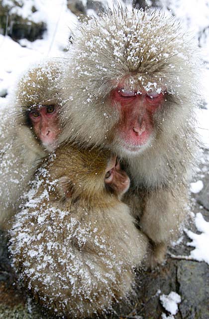 Japanese Snow Monkey (Macaca fuscata)