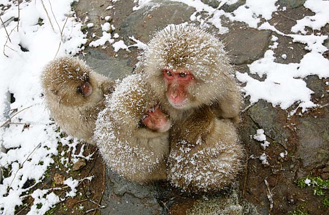 Japanese Snow Monkey (Macaca fuscata)