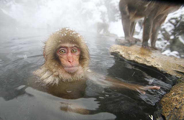 Japanese Snow Monkey (Macaca fuscata)