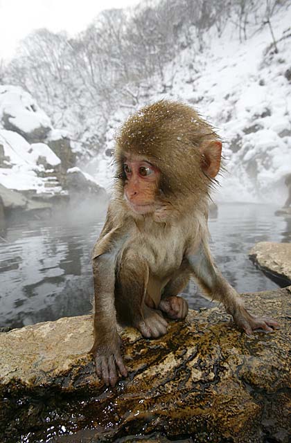 Japanese Snow Monkey (Macaca fuscata)