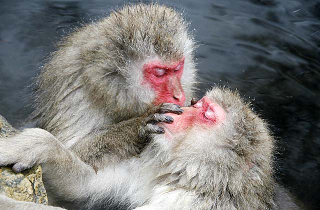 Japanese Snow Monkey (Macaca fuscata)