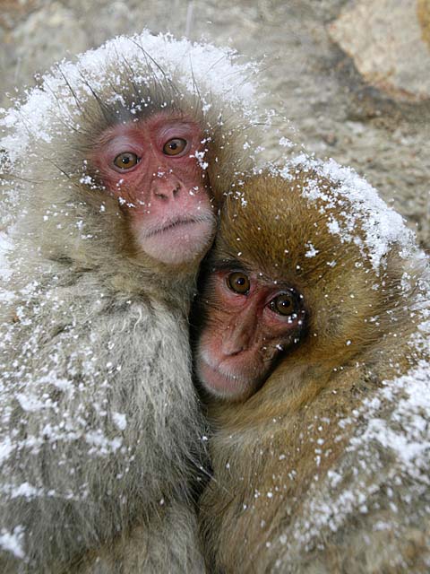 Japanese Snow Monkey (Macaca fuscata)