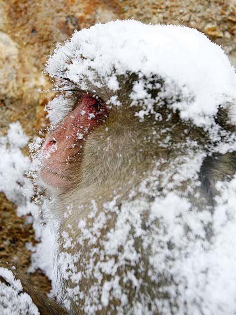 Japanese Snow Monkey (Macaca fuscata)