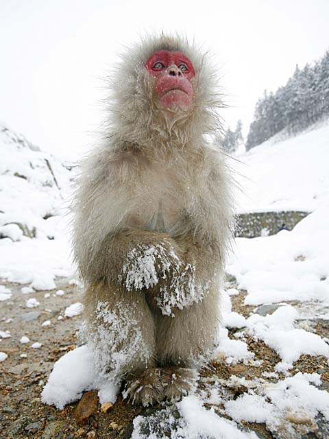 Japanese Snow Monkey (Macaca fuscata)