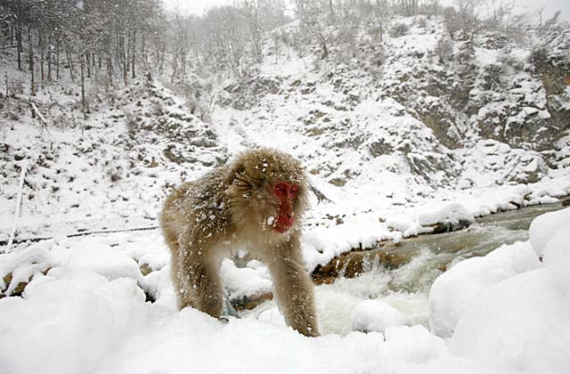 Japanese Snow Monkey (Macaca fuscata)