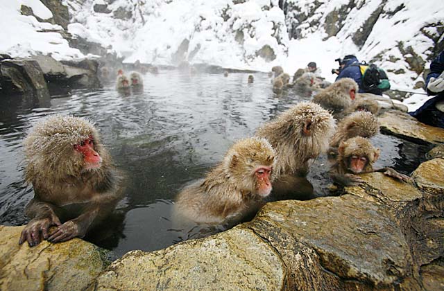 Japanese Snow Monkey (Macaca fuscata)