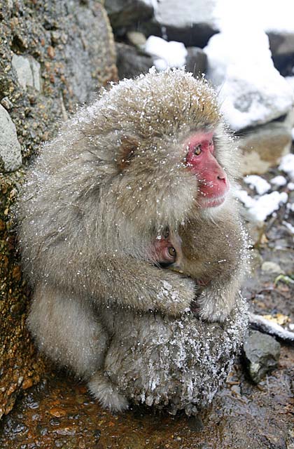 Japanese Snow Monkey (Macaca fuscata)