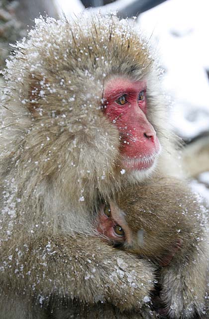 Japanese Snow Monkey (Macaca fuscata)