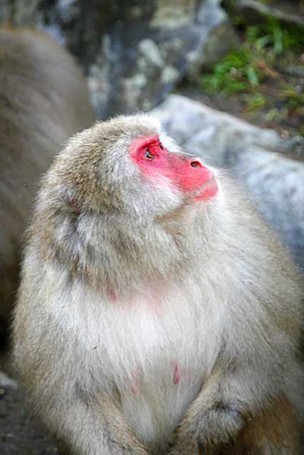 Japanese Snow Monkey (Macaca fuscata)