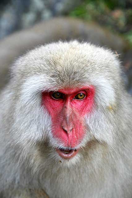 Japanese Snow Monkey (Macaca fuscata)