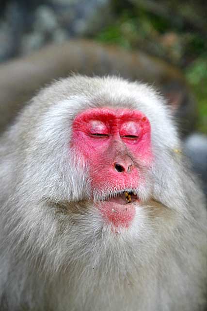 Japanese Snow Monkey (Macaca fuscata)