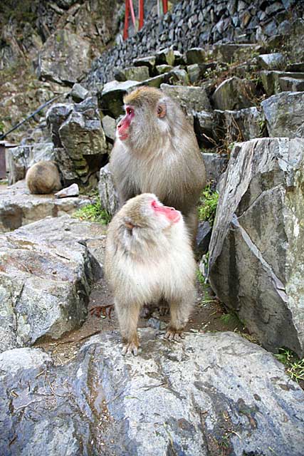 Japanese Snow Monkey (Macaca fuscata)