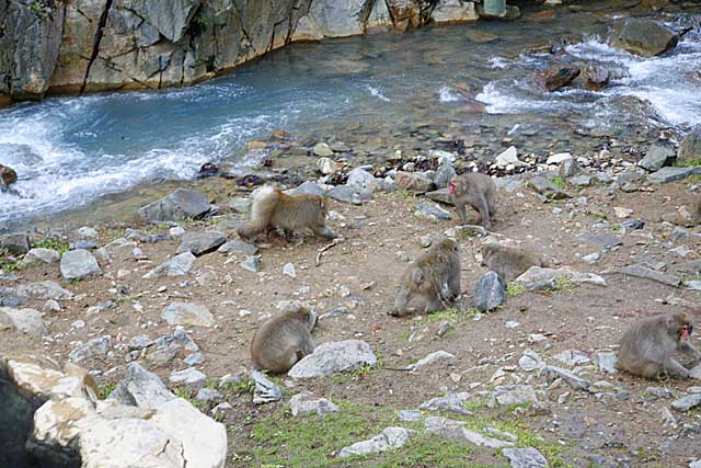 Japanese Snow Monkey (Macaca fuscata)