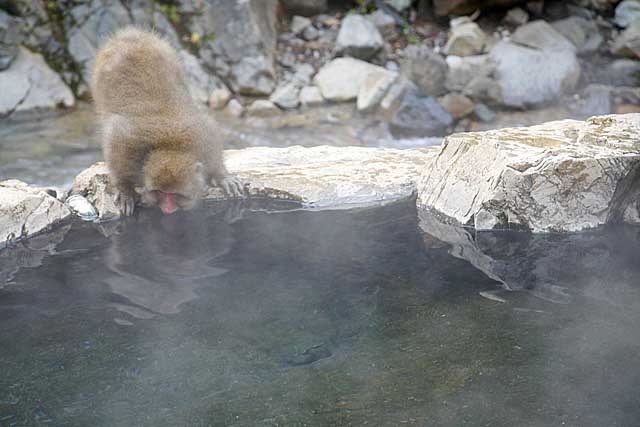 Japanese Snow Monkey (Macaca fuscata)