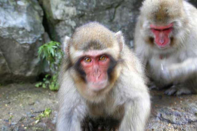 Japanese Snow Monkey (Macaca fuscata)