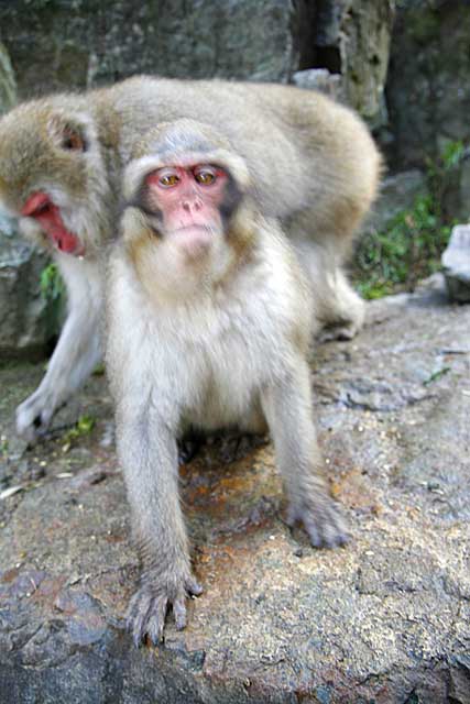 Japanese Snow Monkey (Macaca fuscata)