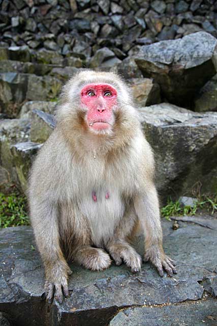 Japanese Snow Monkey (Macaca fuscata)