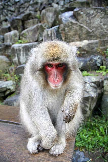 Japanese Snow Monkey (Macaca fuscata)