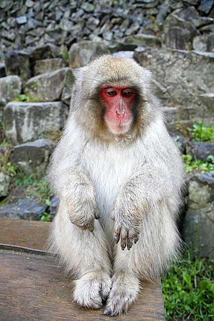 Japanese Snow Monkey (Macaca fuscata)