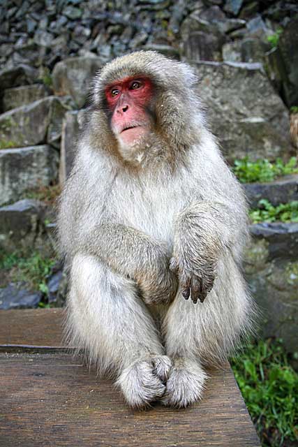 Japanese Snow Monkey (Macaca fuscata)