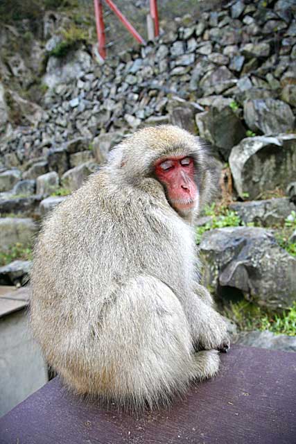 Japanese Snow Monkey (Macaca fuscata)