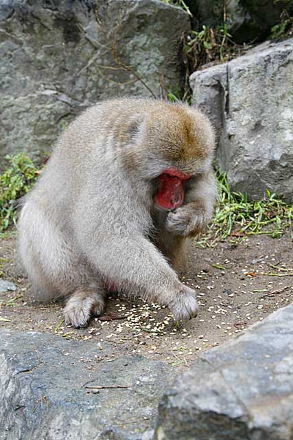 Japanese Snow Monkey (Macaca fuscata)