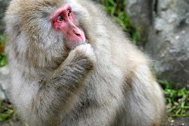 Japanese Snow Monkey (Macaca fuscata)