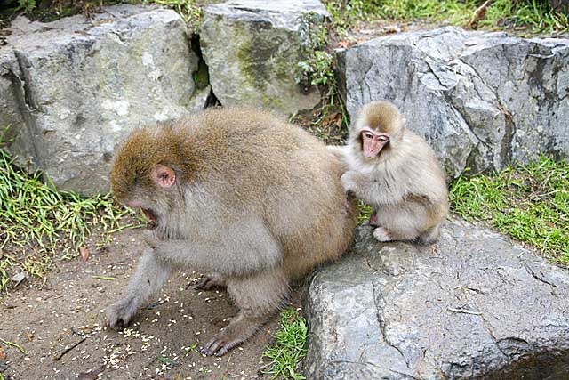 Japanese Snow Monkey (Macaca fuscata)