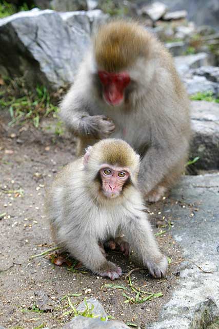 Japanese Snow Monkey (Macaca fuscata)