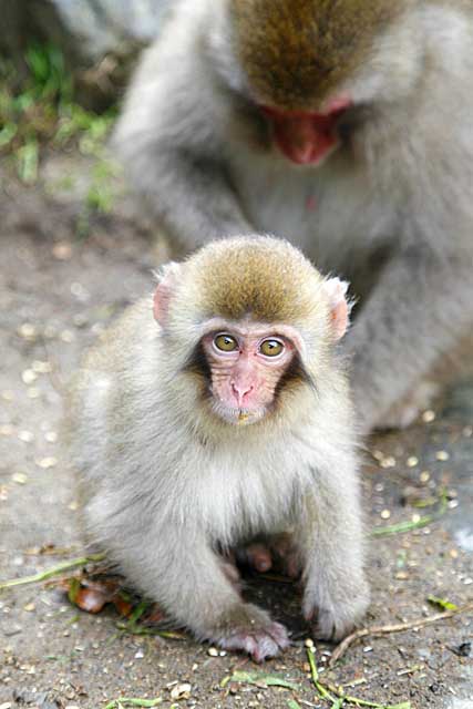 Japanese Snow Monkey (Macaca fuscata)