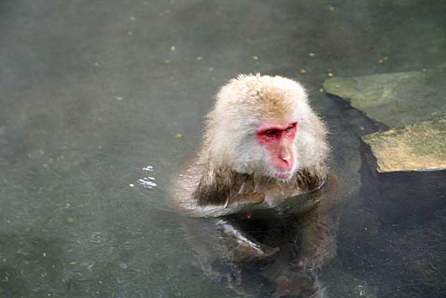 Japanese Snow Monkey (Macaca fuscata)