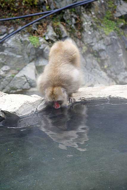 Japanese Snow Monkey (Macaca fuscata)