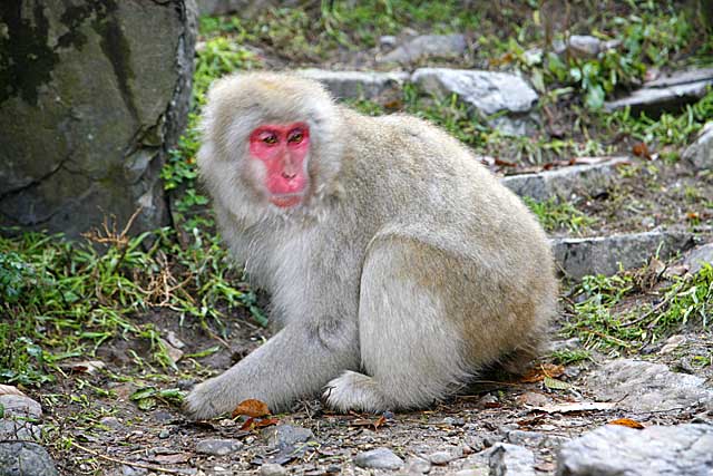 Japanese Snow Monkey (Macaca fuscata)