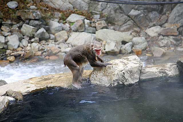 Japanese Snow Monkey (Macaca fuscata)