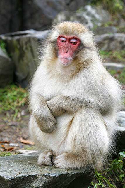 Japanese Snow Monkey (Macaca fuscata)