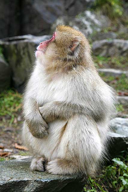 Japanese Snow Monkey (Macaca fuscata)