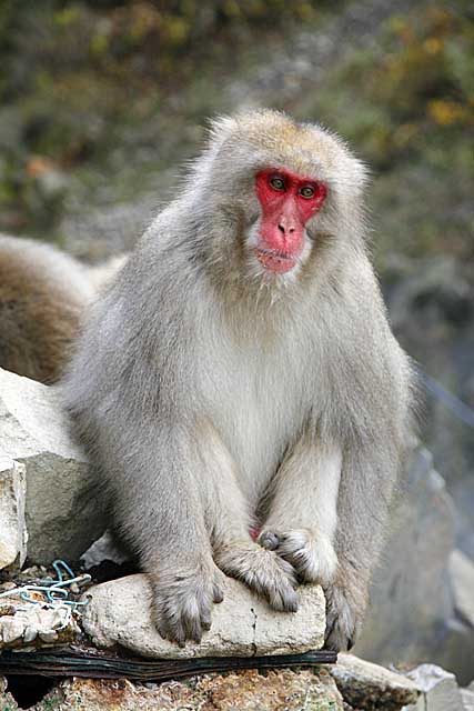 Japanese Snow Monkey (Macaca fuscata)