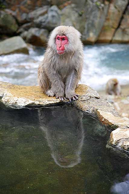 Japanese Snow Monkey (Macaca fuscata)