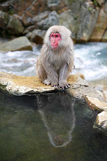 Japanese Snow Monkey (Macaca fuscata)